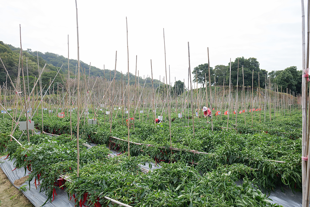 快捷食材配送，轻松解决食材采购问题.png